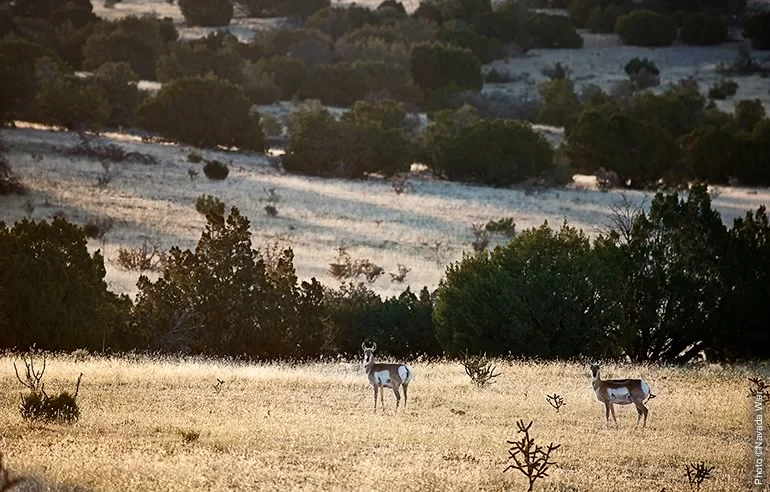 Pronghorn antelope are among the many interesting residents of the Preserve, which is an important home and migration corridor for scores of bird, mammal, and reptile species.