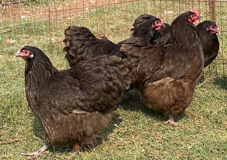 Chocolate Orpington — Cowboy Country Chickens