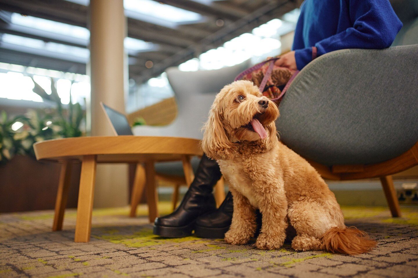 Guess who's ready for Monday 💪🐶⁣
⁣
Did you know Glasshouse Atrium is dog friendly? ⁣
⁣
Workspace available now ➡️ ⁣
💡Coworking⁣
💡Leased offices ⁣
💡On-site gym, pub and parking⁣
💡100GB connectivity⁣
💡Thriving tech cluster⁣
⁣
#dogfriendly #chesh