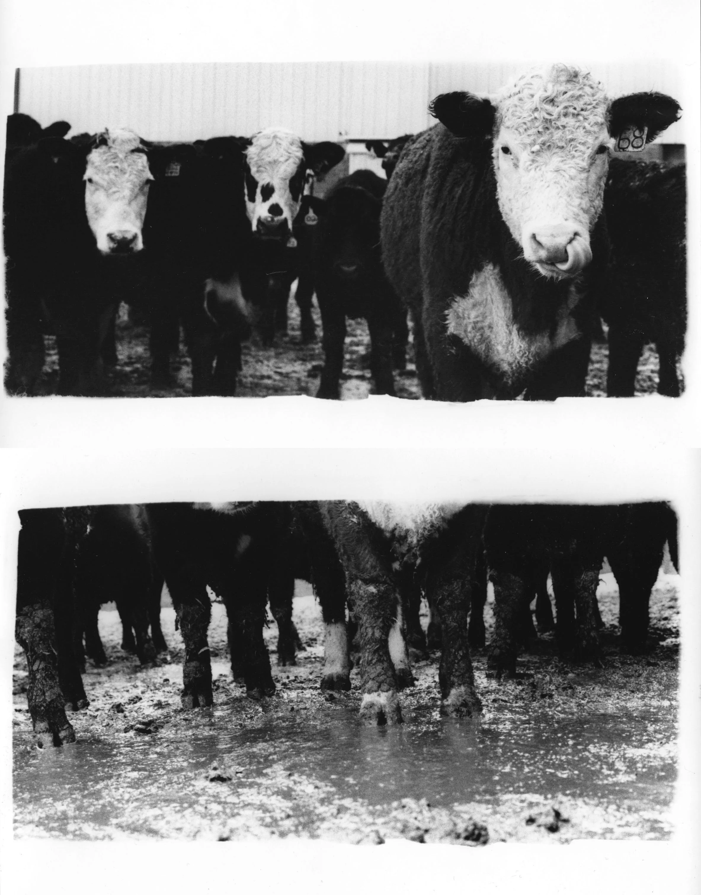 day in the life of a cow.jpg