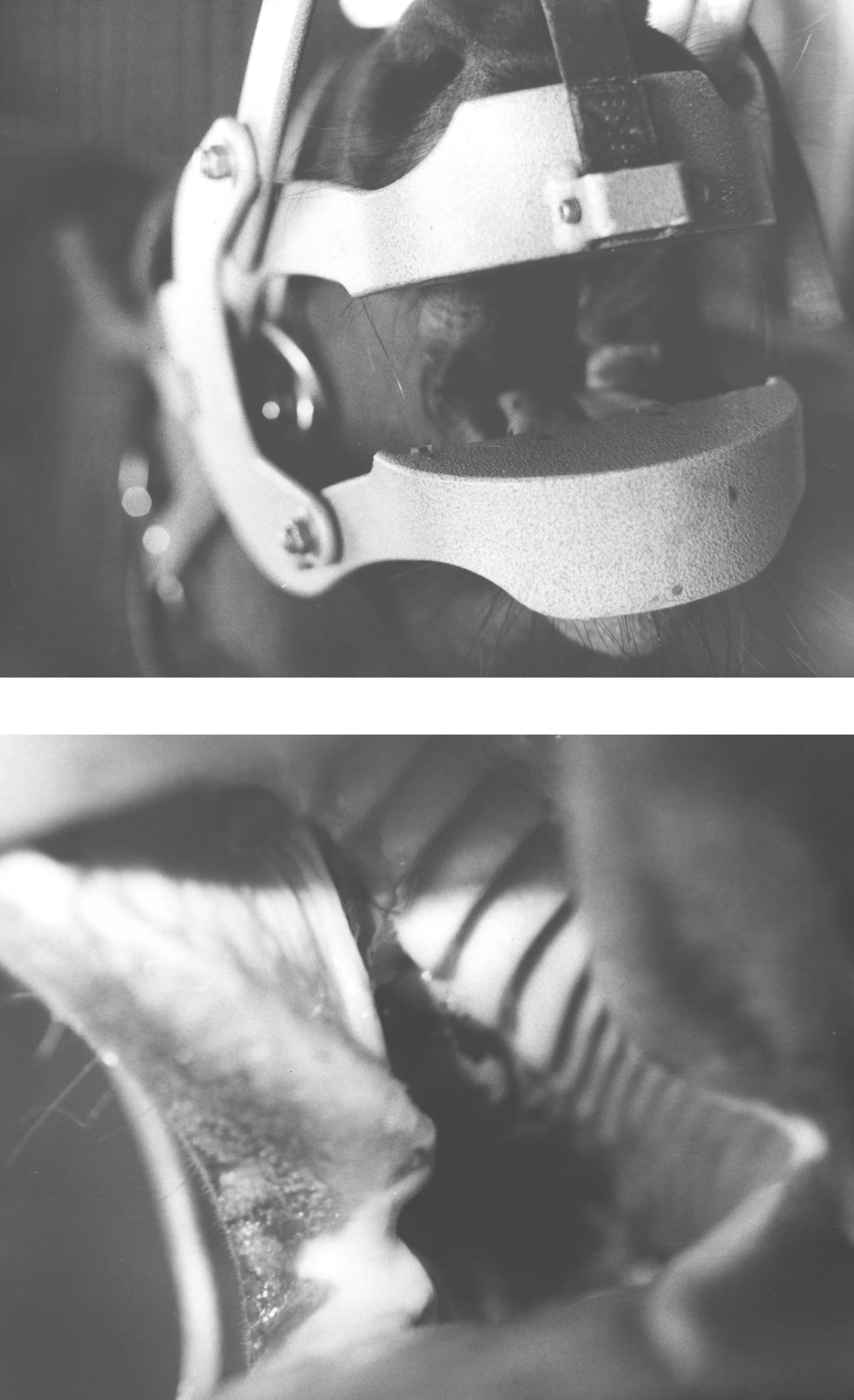 A day at the horse dentist.jpg