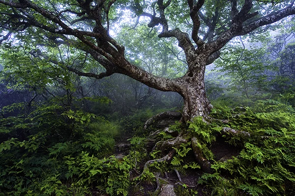 MYSTIC-WOODS.jpg