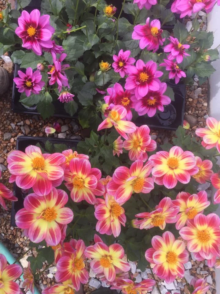 annuals4.jpg