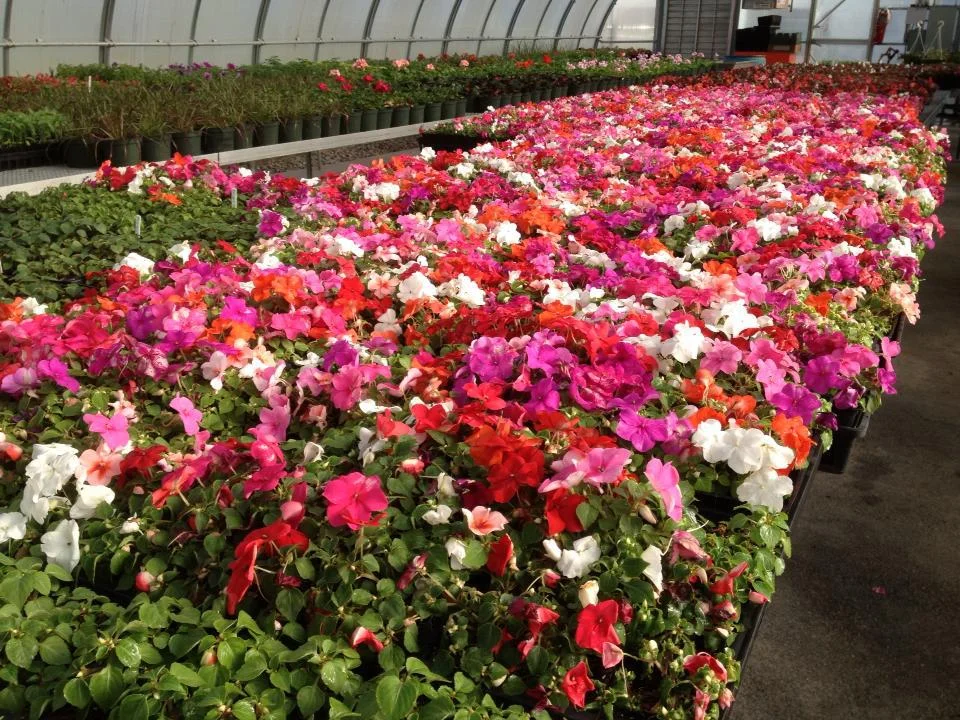 greenhouse.jpg
