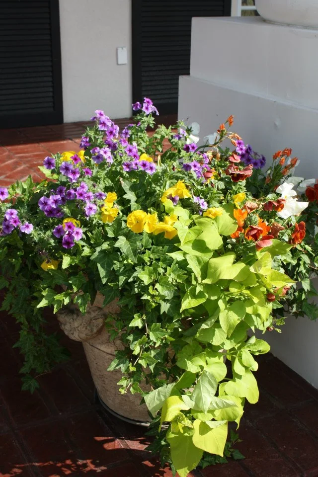 mixed pot 4.jpg