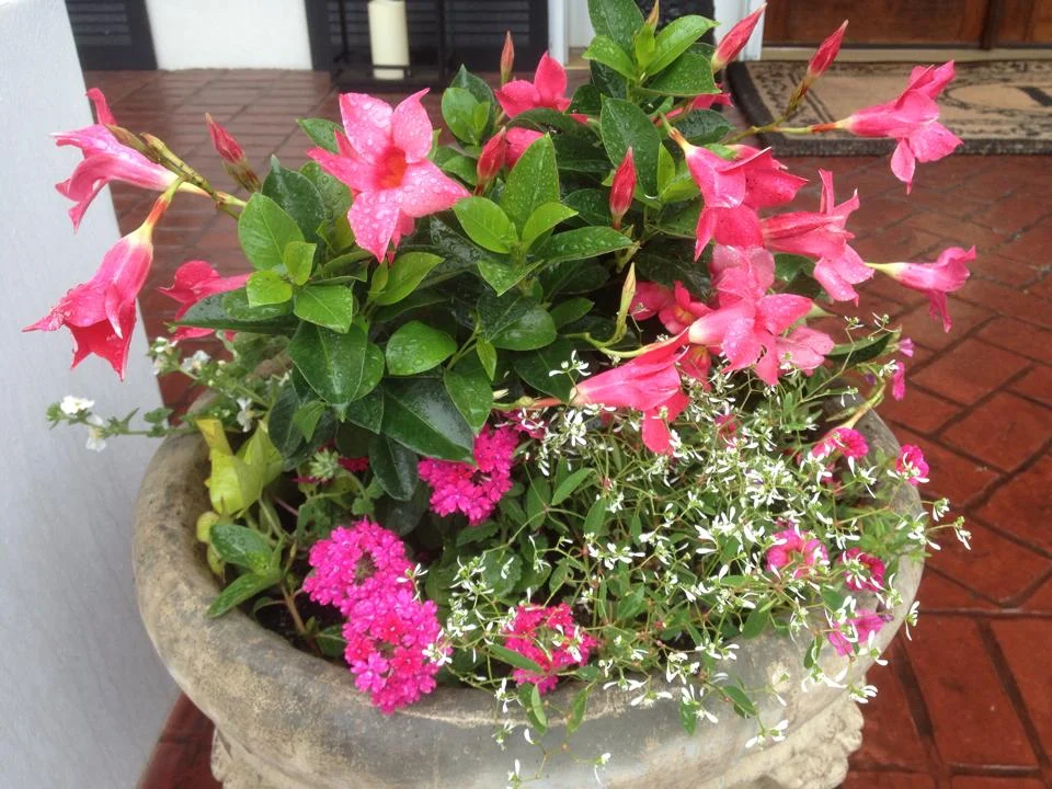 mixed pot2.jpg