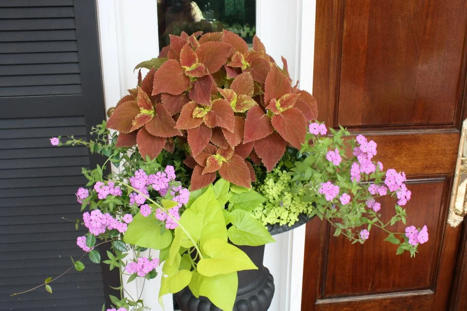 mixed pot5.jpg