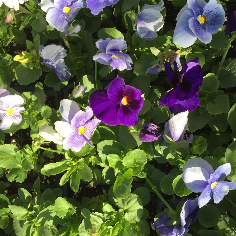 pansies2.jpg