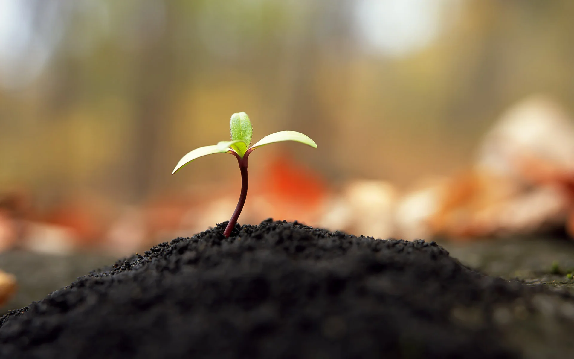 sprouts.jpg