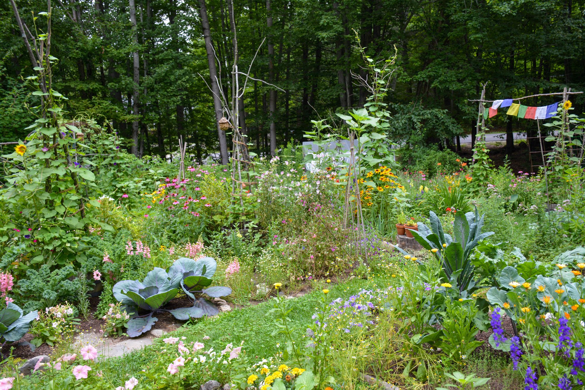 A Zero Irrigation Garden – Finch Frolic Garden Permaculture