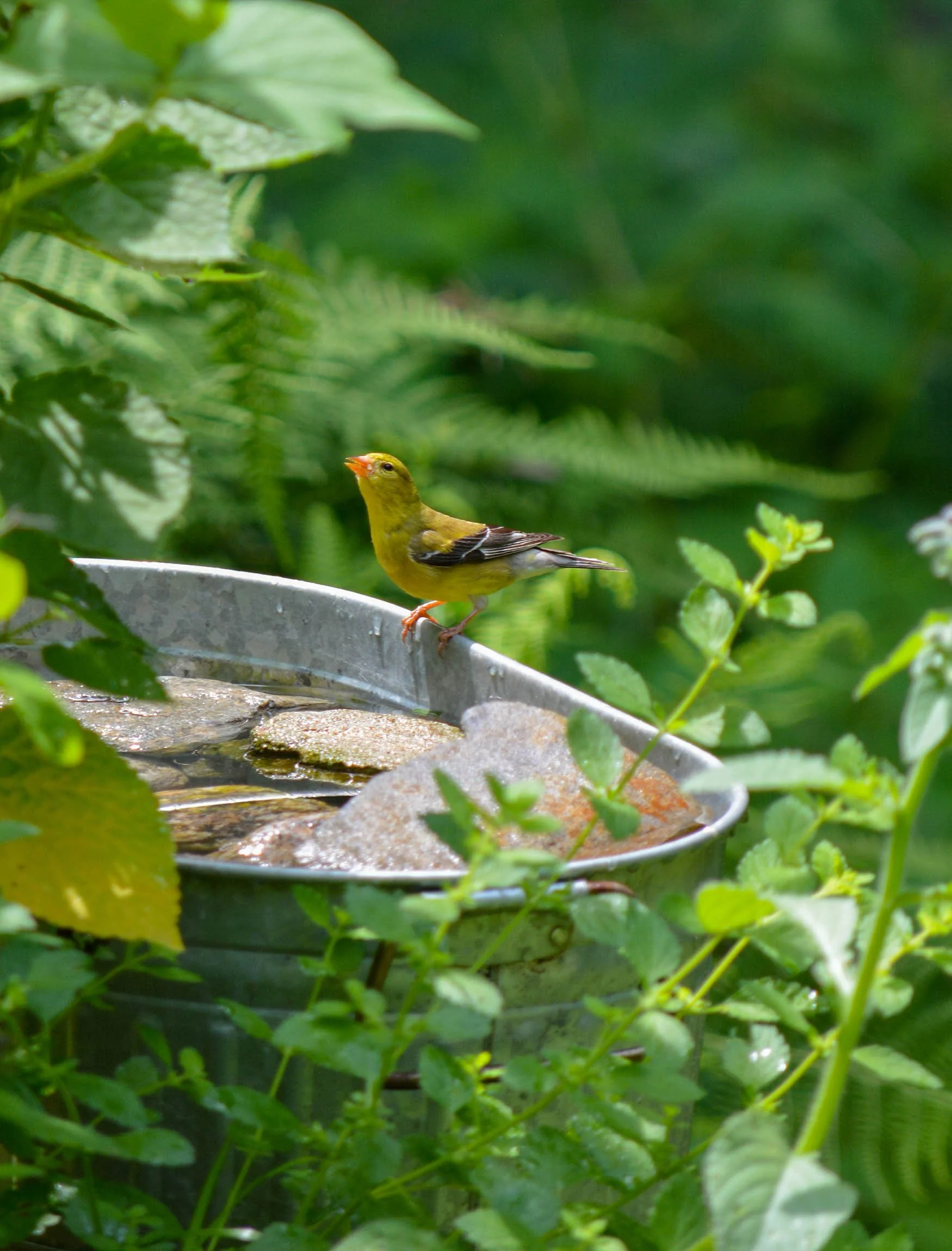 Finch + Folly — Create Your Own Wildlife Nook A StepbyStep Guide