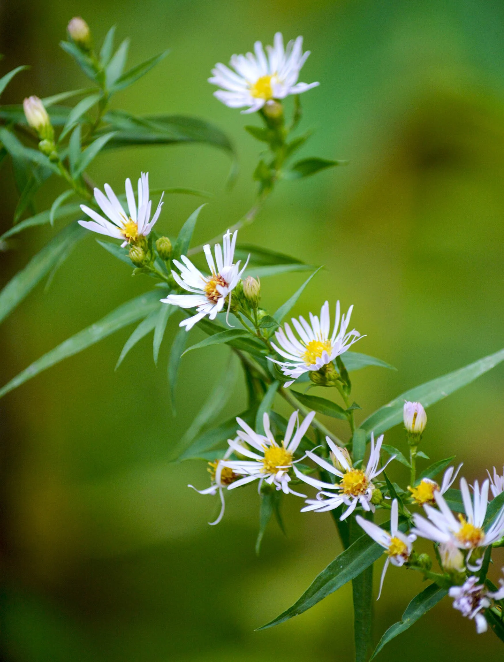 Finch + Folly — Create Your Own Wildlife Nook A StepbyStep Guide