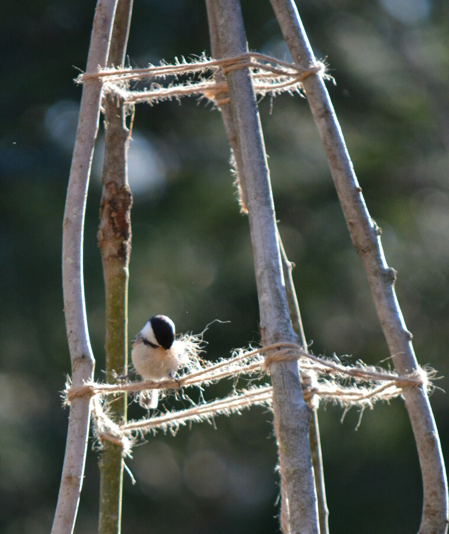 Finch + Folly — How to Build a Garden Trellis out of Branches