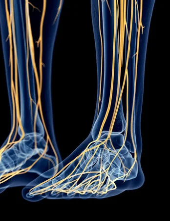 42587841_S_nerves_feet.jpg