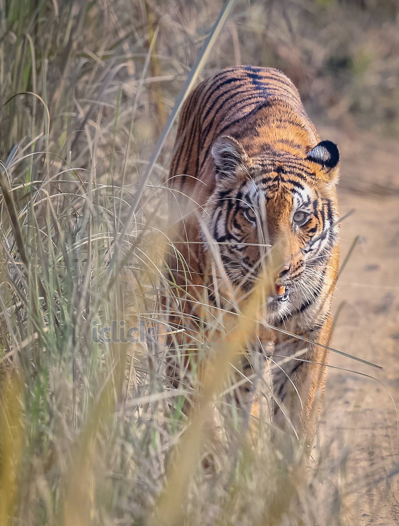 Tiger.jpg