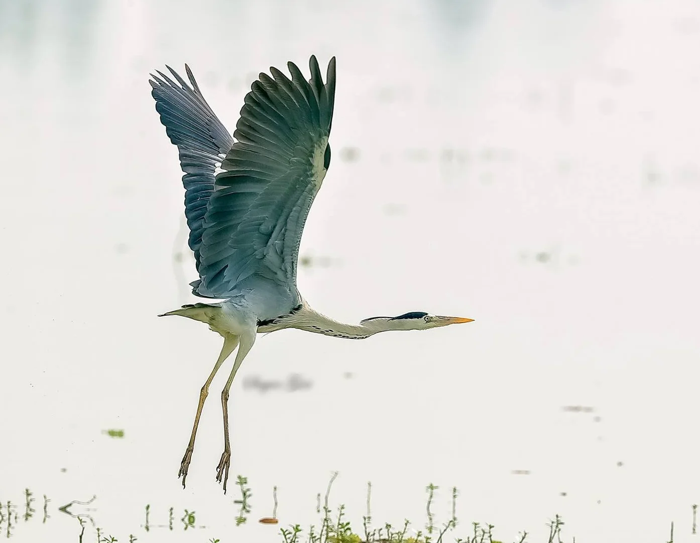 grey heron.jpg