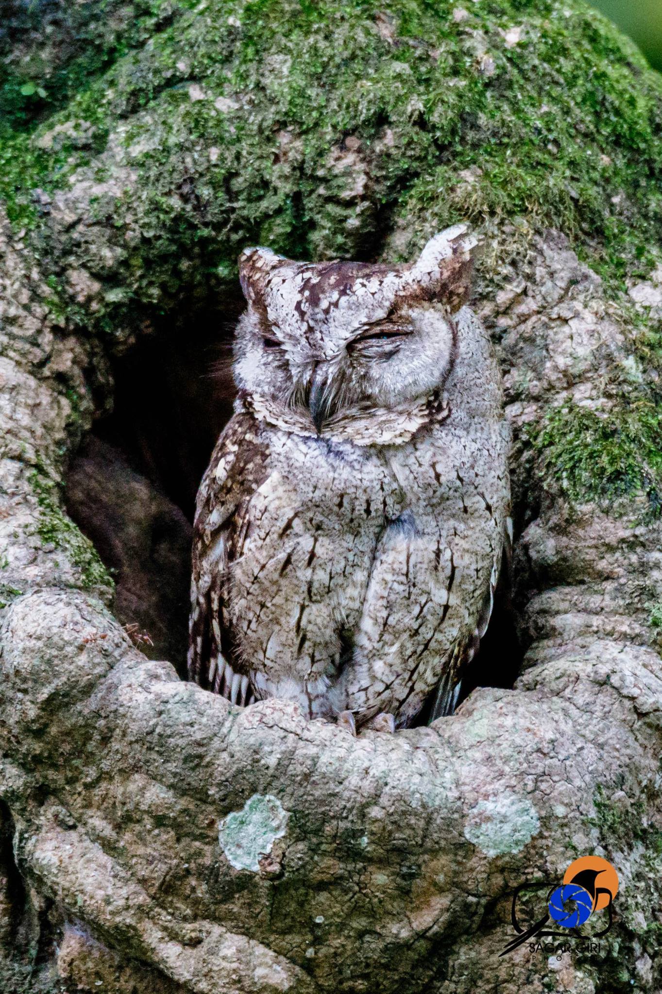 Collared scoops owl.jpg