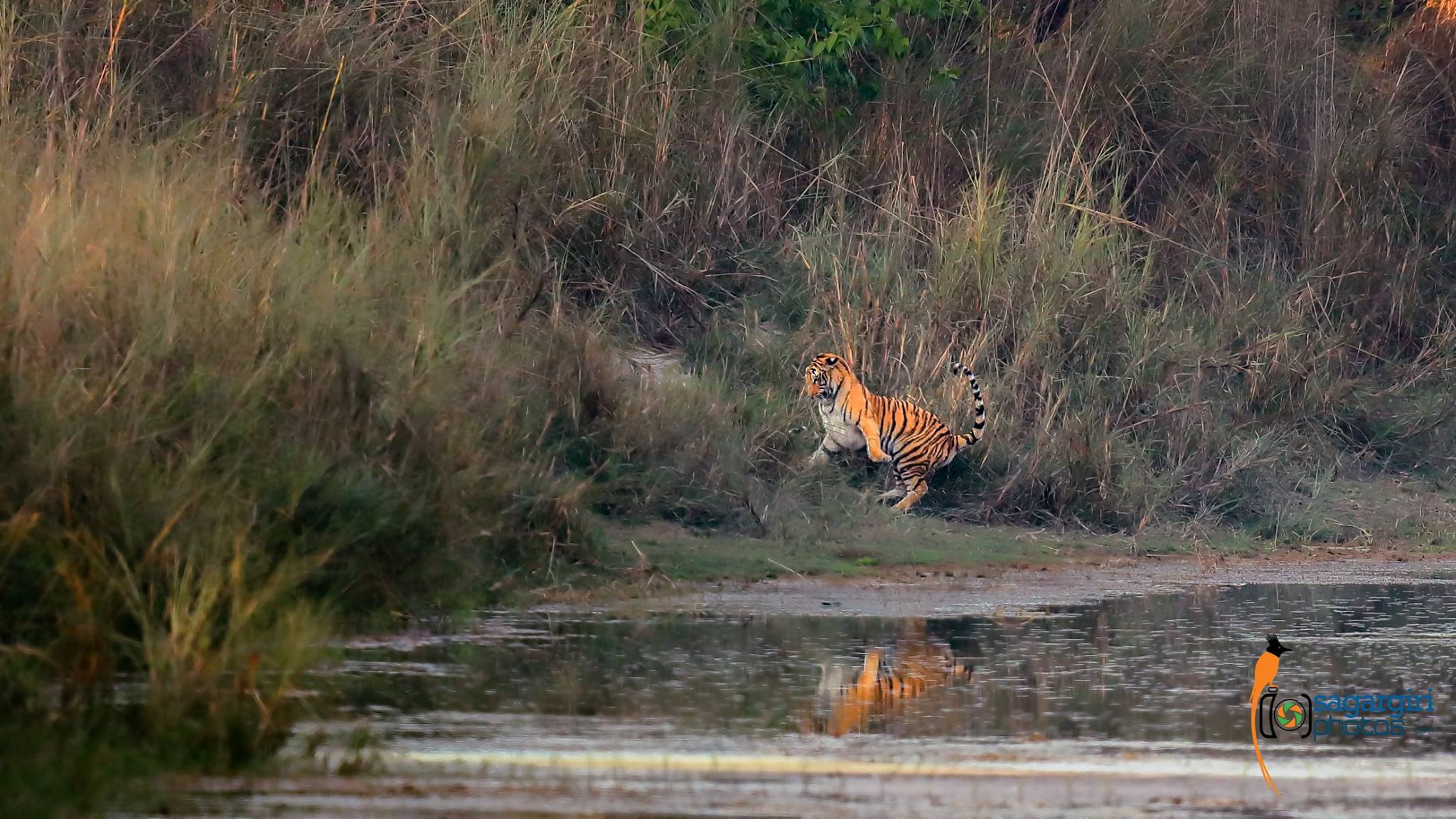Tiger Water.jpg