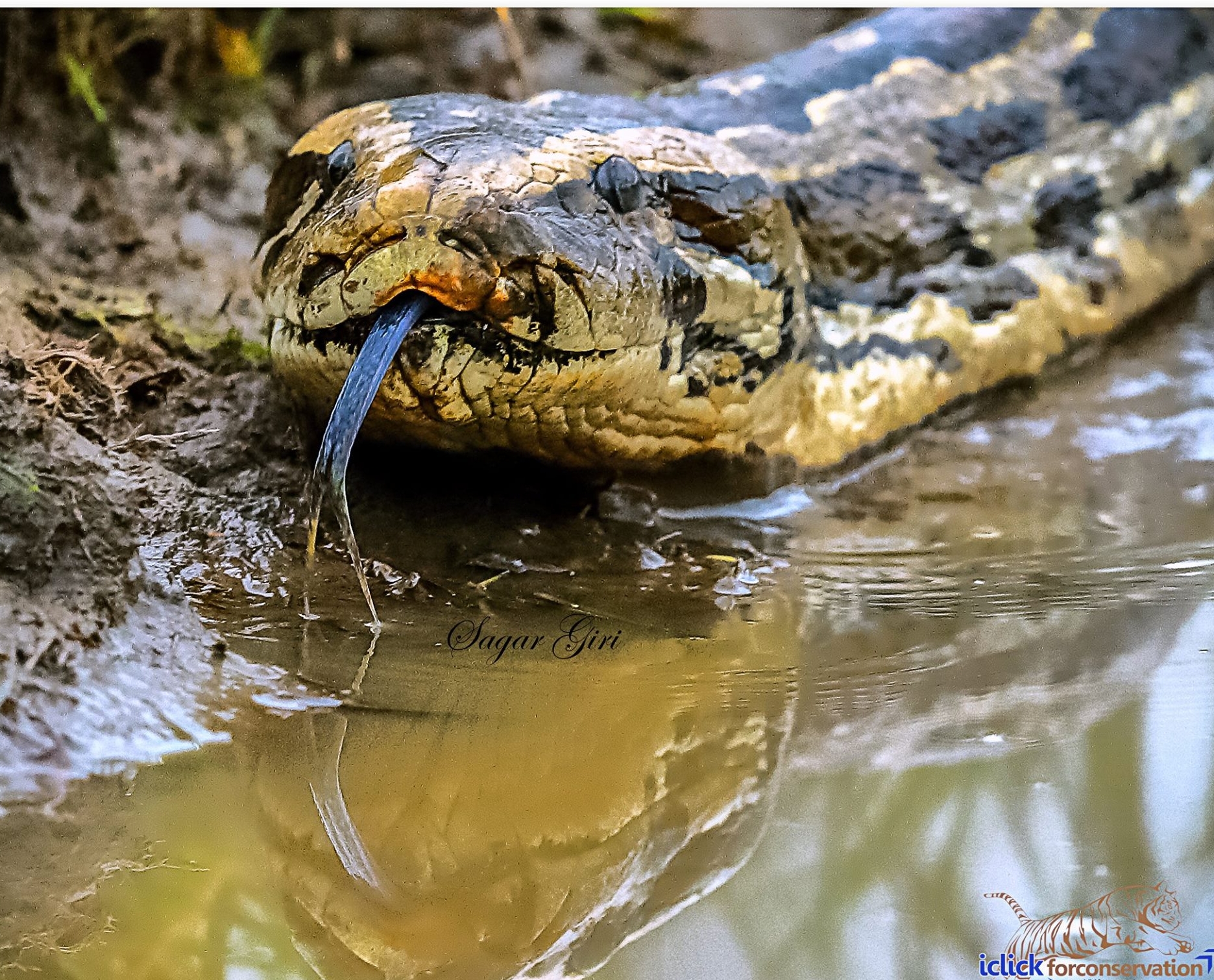 Burmese Python.jpg