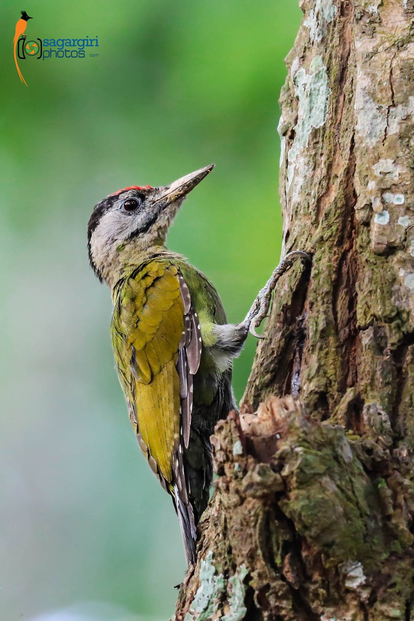 Grey Headed Woodpecker.jpg