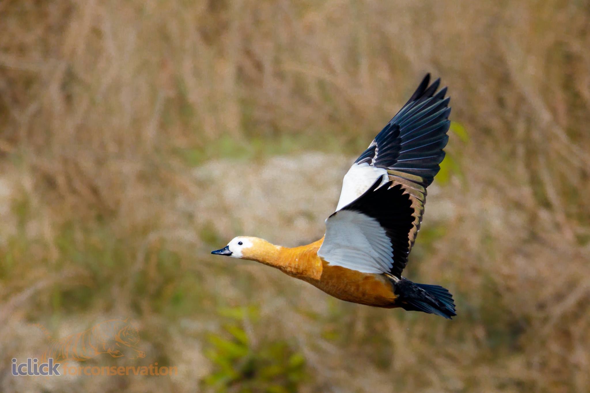 Ruddy Schelduck .jpg