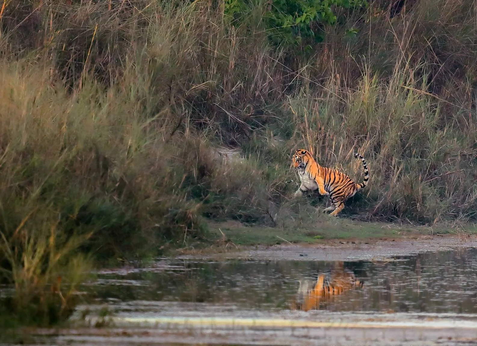 Tiger Water.jpg