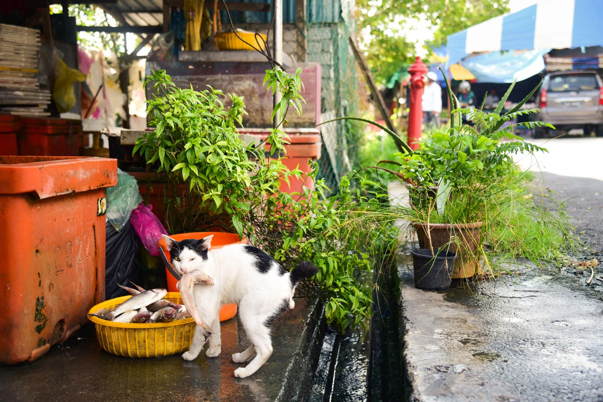 Seafood Market