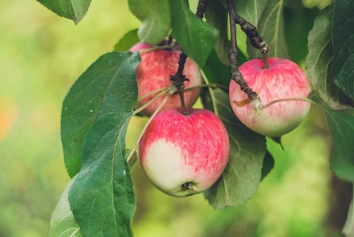 apples.jpg