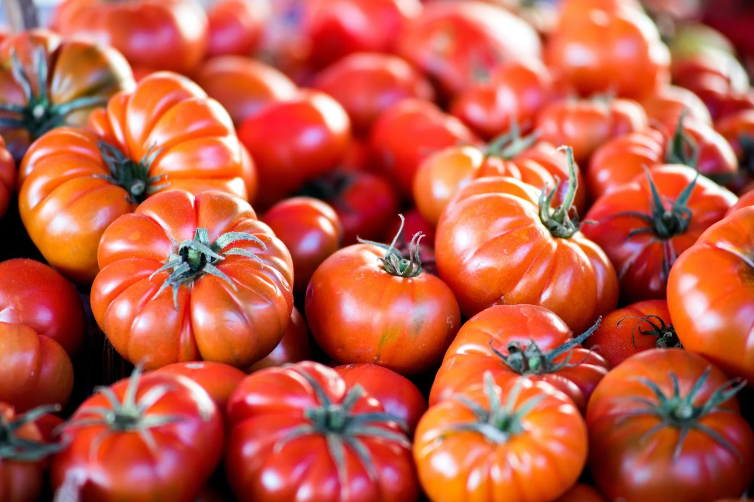 Tomatoes: Perfect Now and Later — Harvest Home Farmers Markets