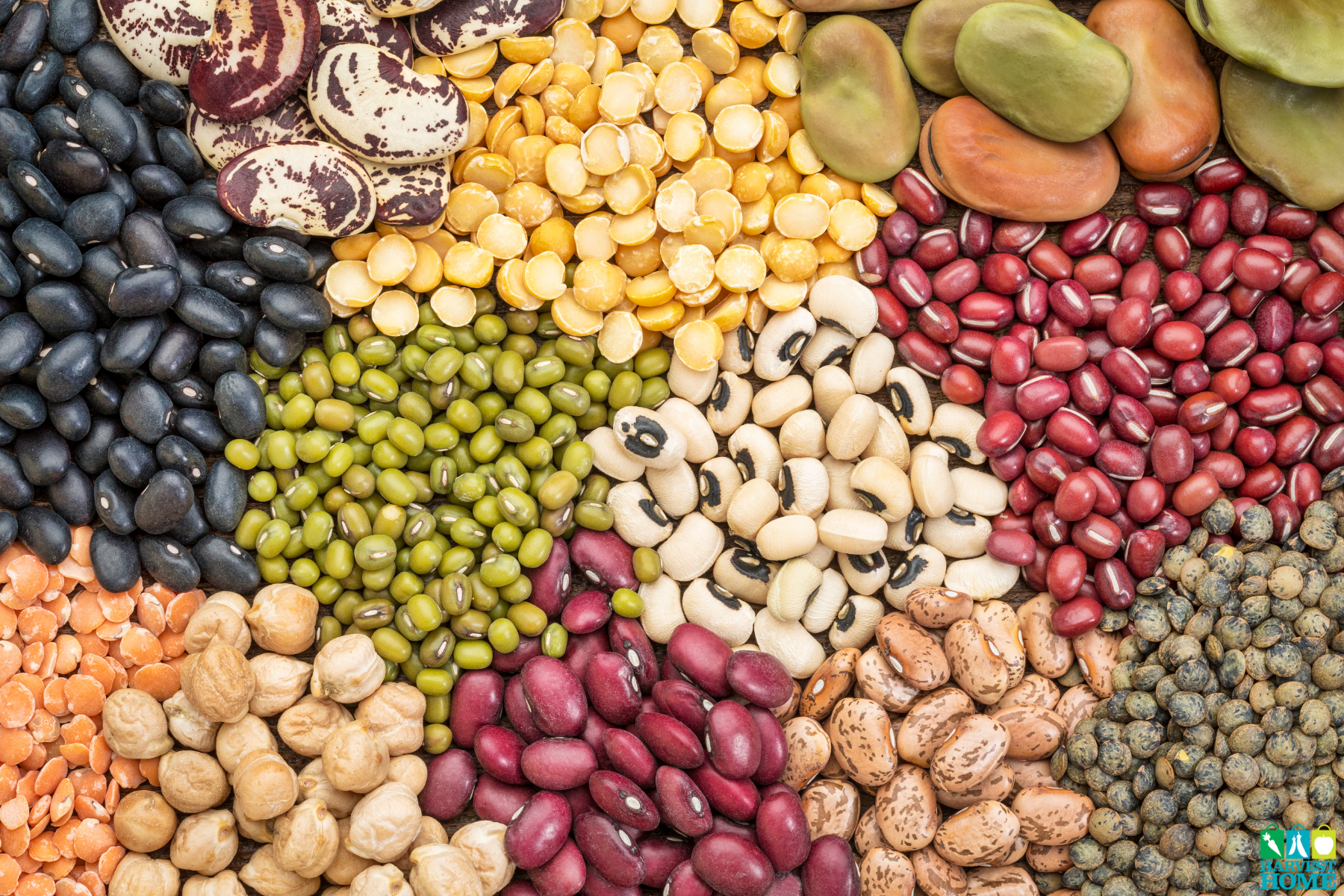 Stretch Your Food Budget  With Beans