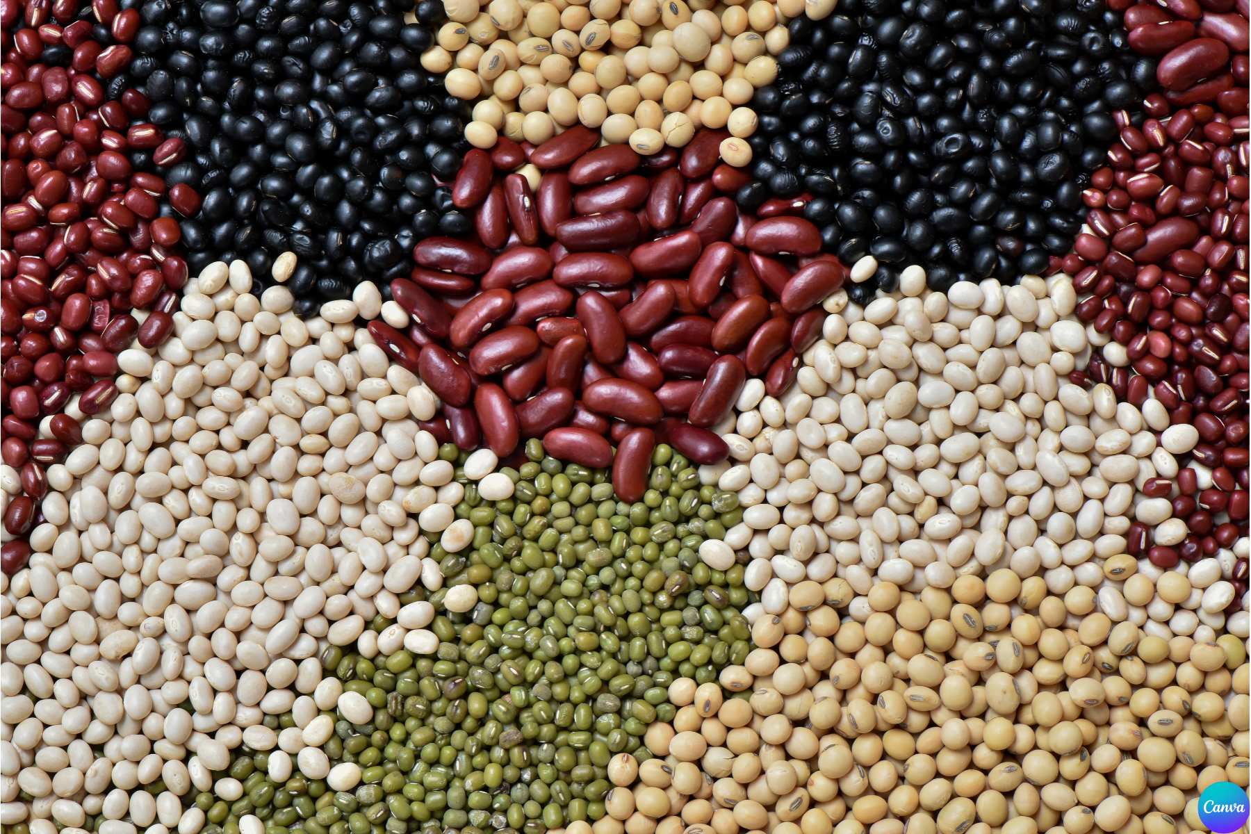 Balancing Your Food Budget with Beans — Harvest Home Farmers Markets