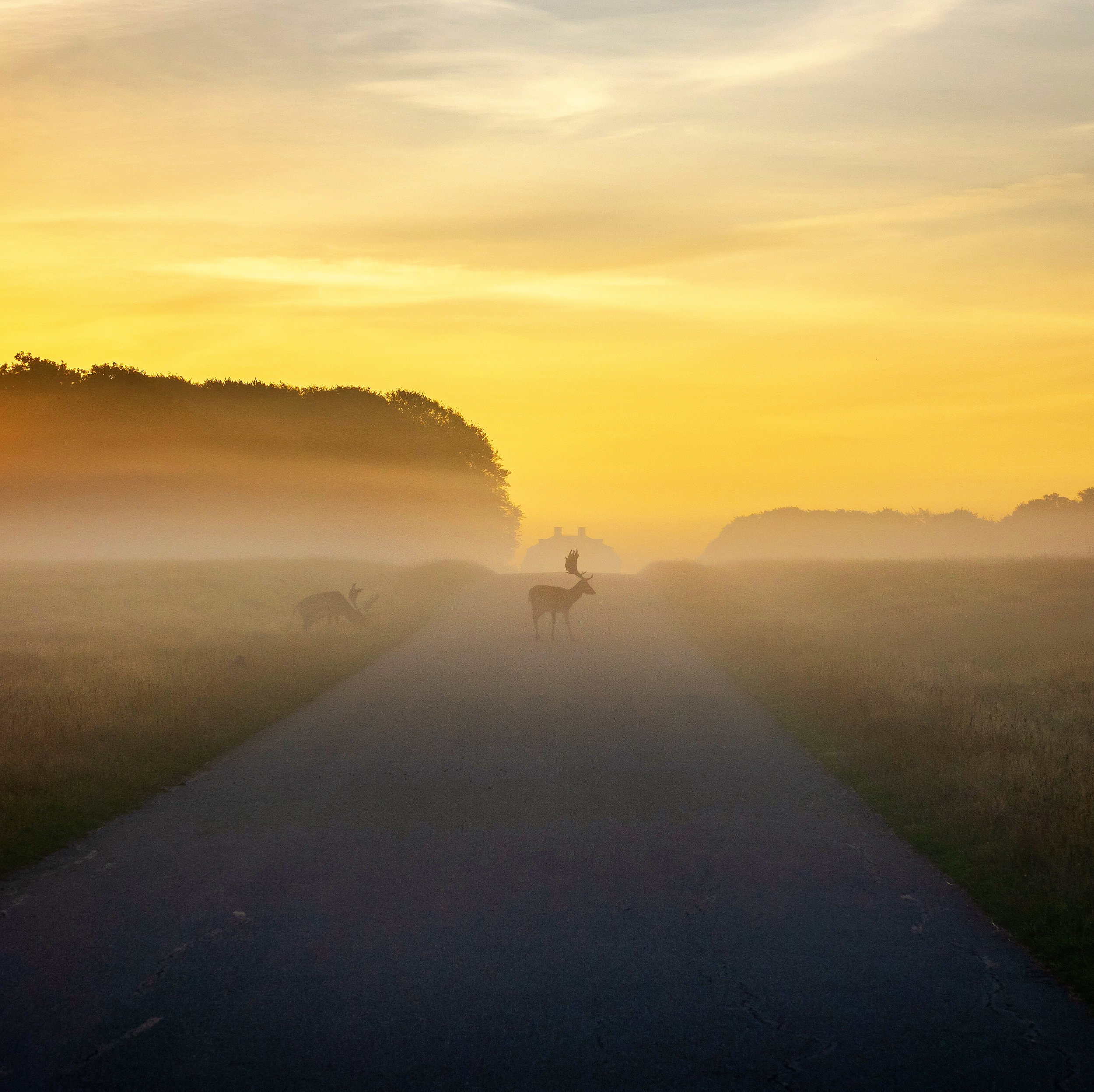 Sunrise from Dyrehaven with deer.