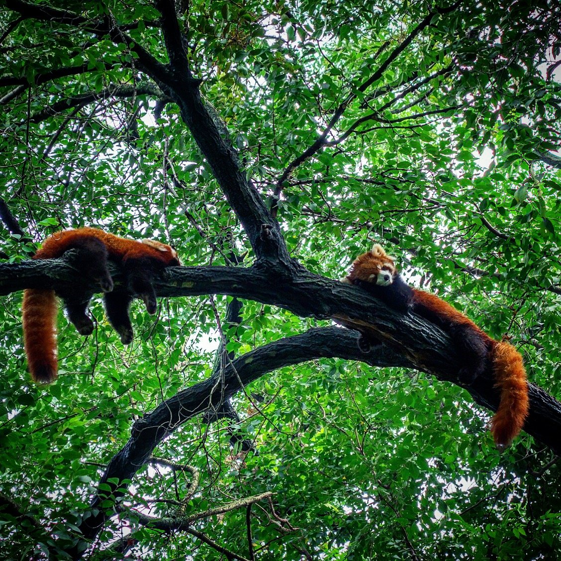 Red Pandas Chilling