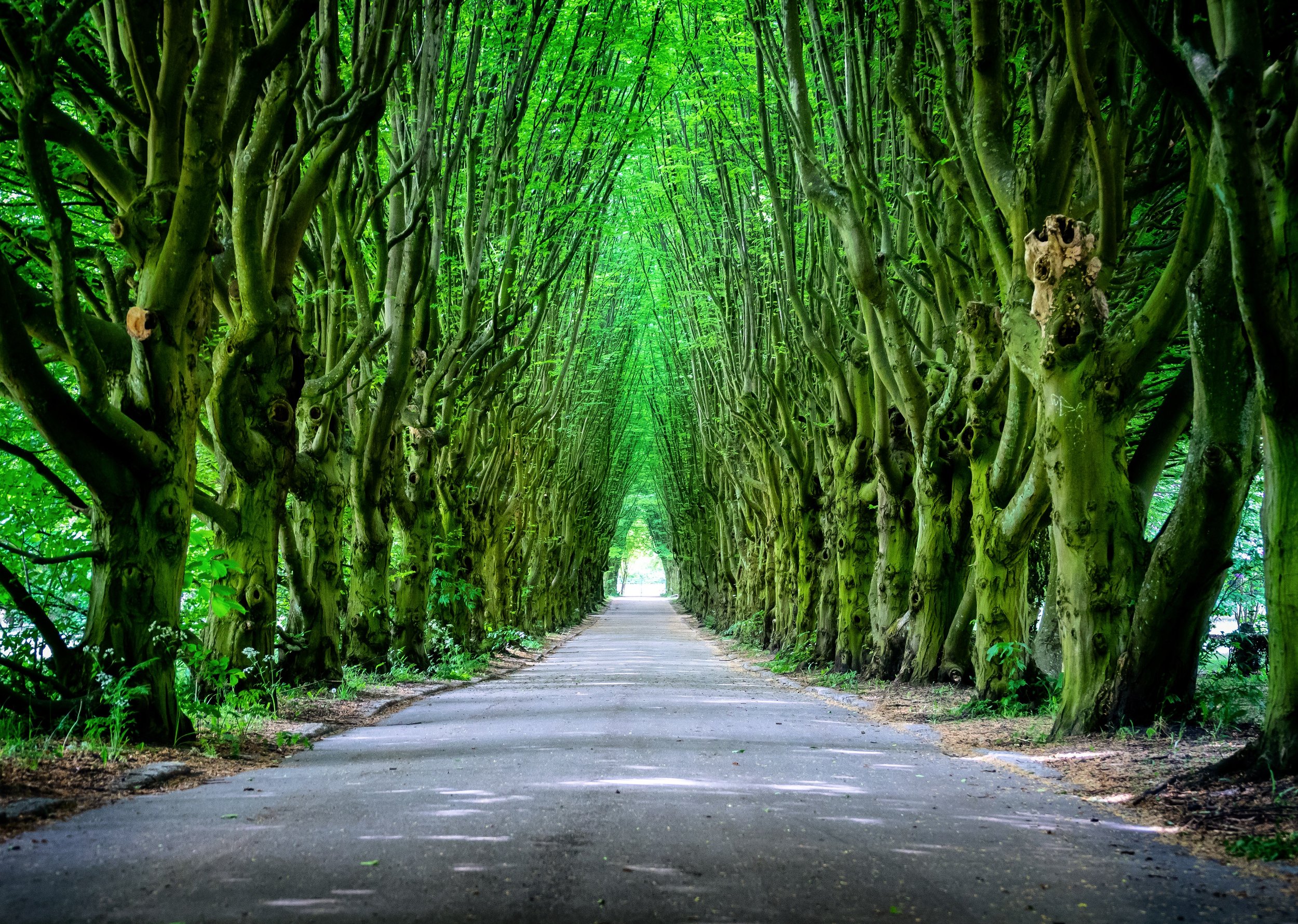 Tree Path-