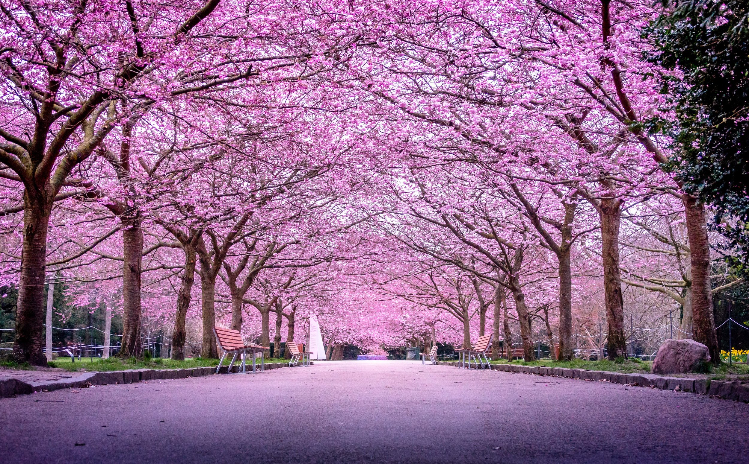 Sakura Season blossom.
