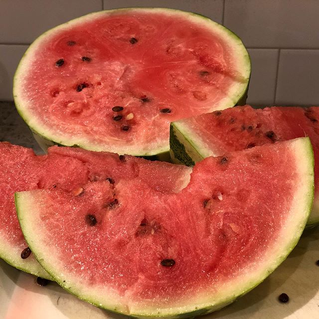 Harvesting watermelon for Thanksgiving!? Who knows what nature can provide when your open to it. #happythanksgiving #watermelonharvest #anythingispossible #healththroughnature