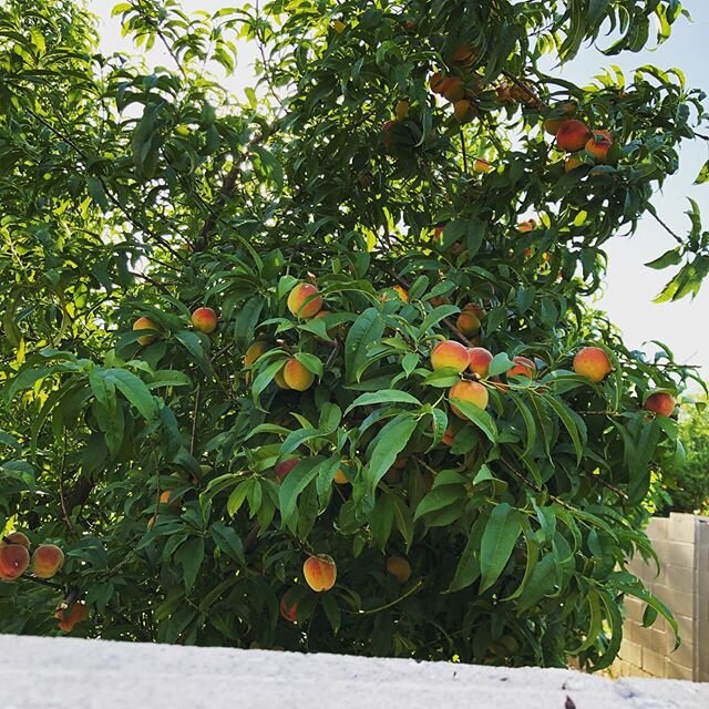 The lesson of temptation. The brick wall below the beautiful ripe peaches is the divide between my neighbors yard and ours. Our kind neighbors are vacant from their property. Some mornings I&rsquo;m ready to get the ladder other mornings I can admire