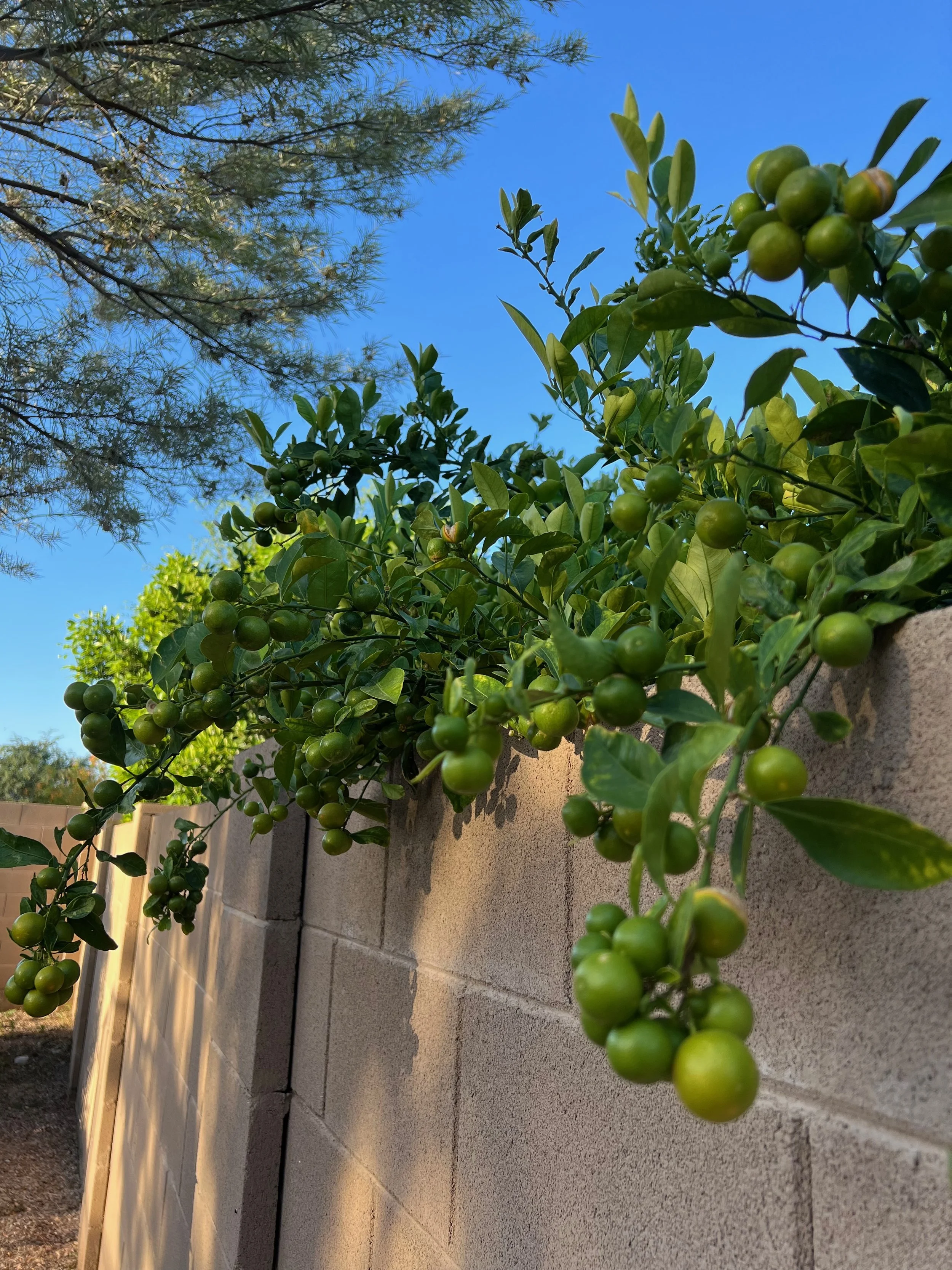 Calaman”C”(si) lime