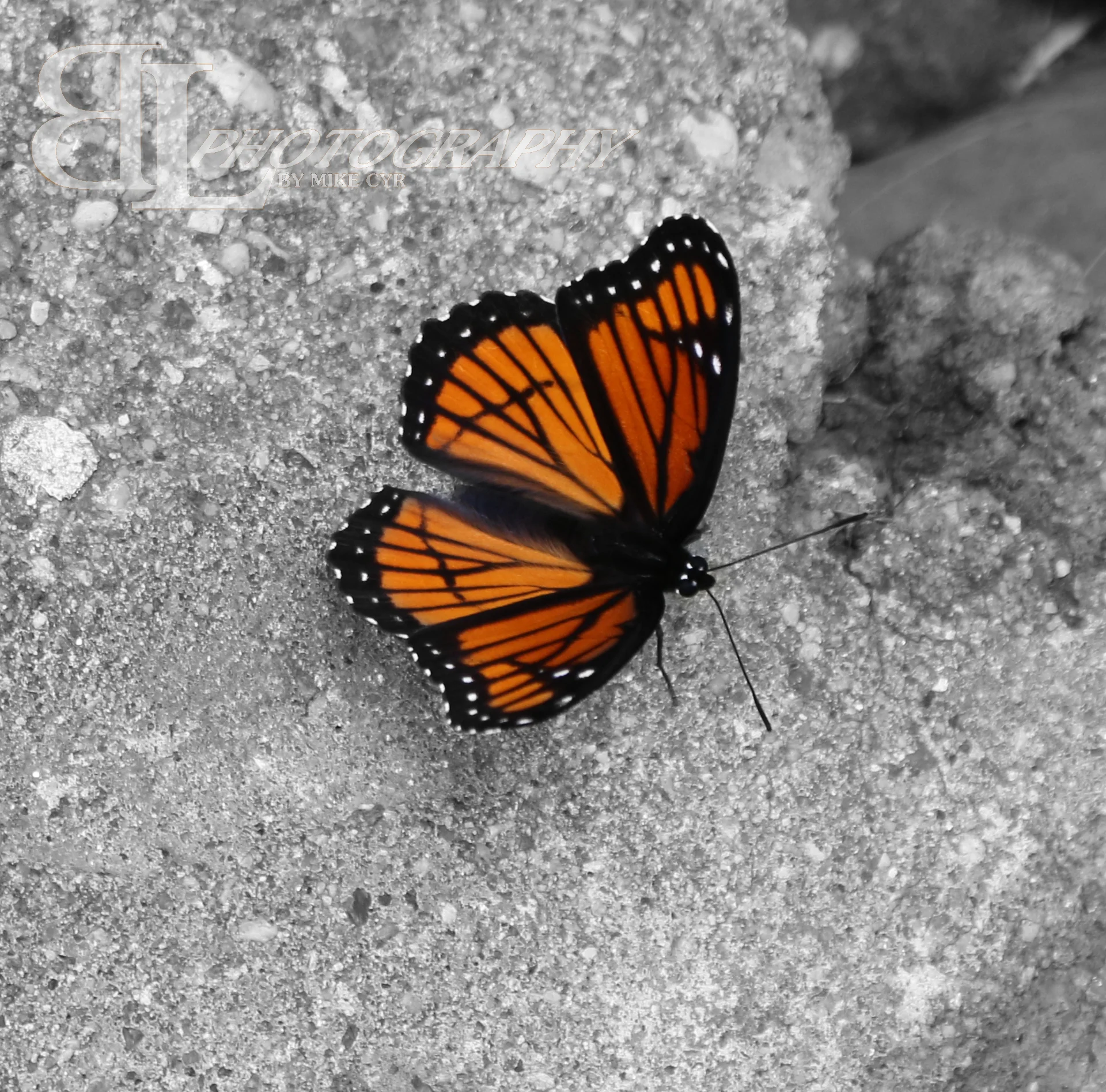 ButterflyBWC.jpeg