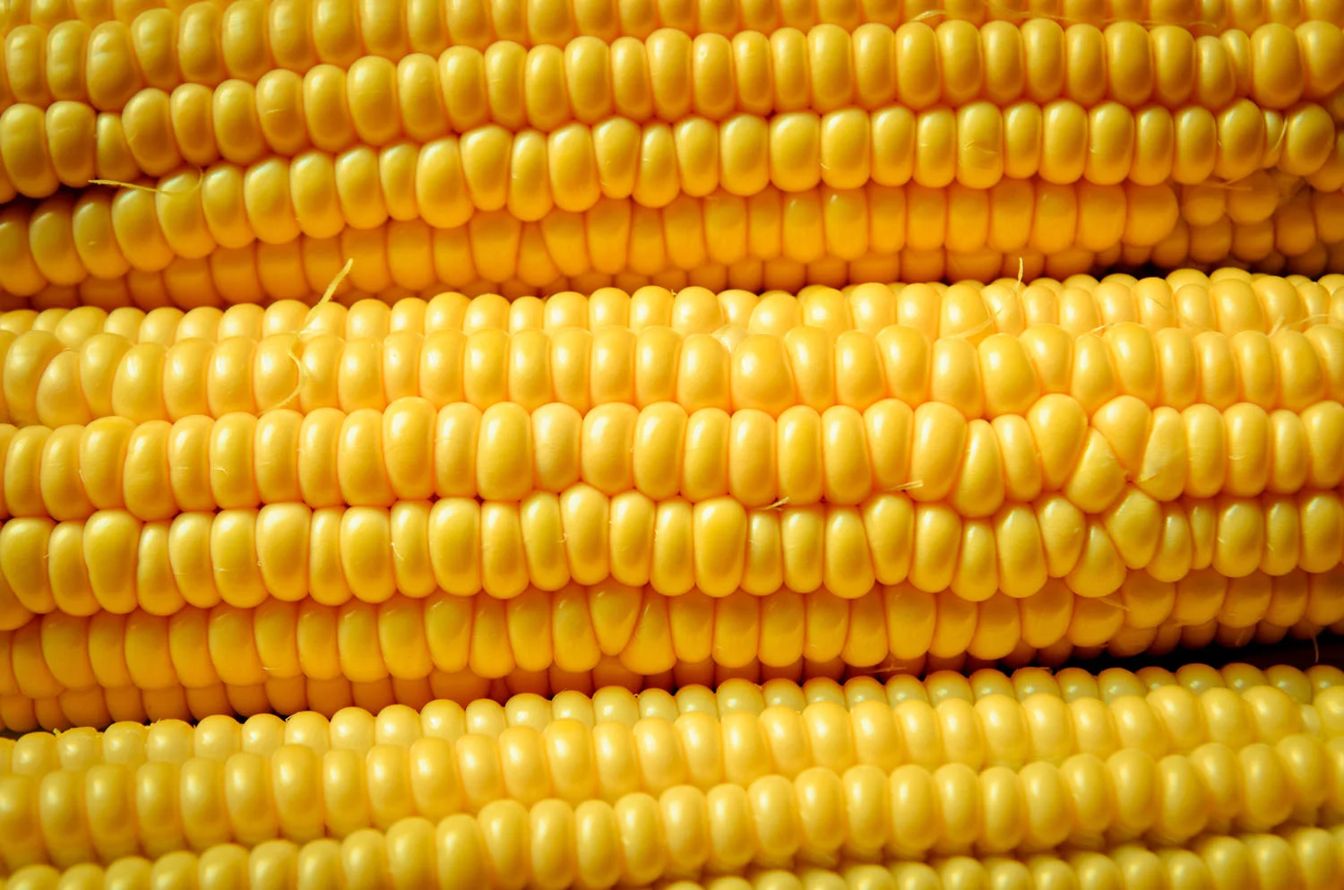 Corn 2 Foodshed Alliance 2017.jpg