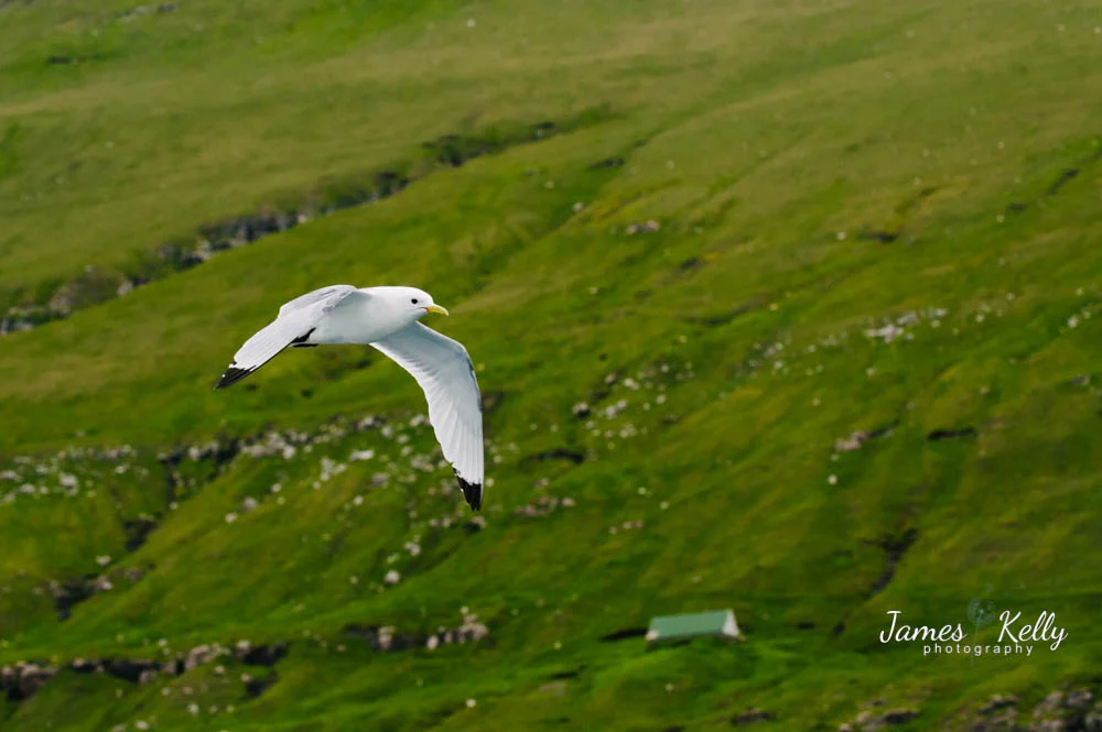 Day 7: Lets go fishing