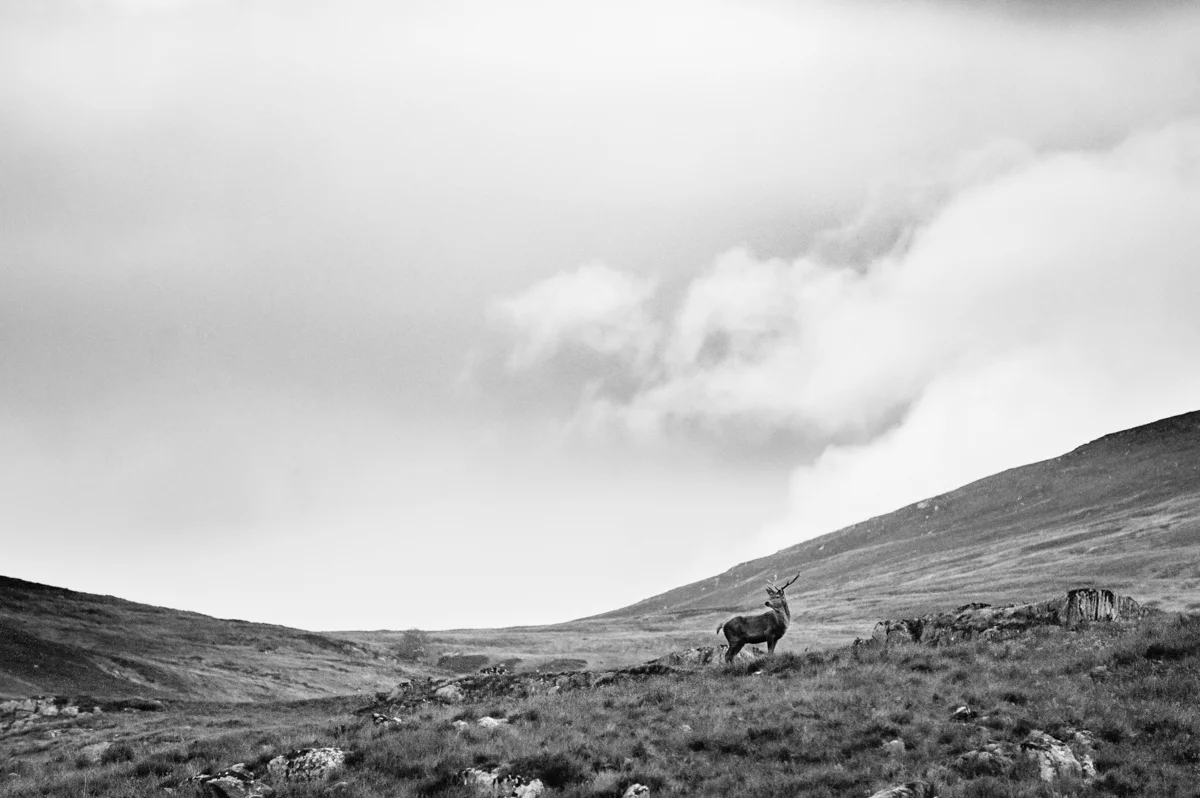 Glen Cannich: Just me and the Wild.