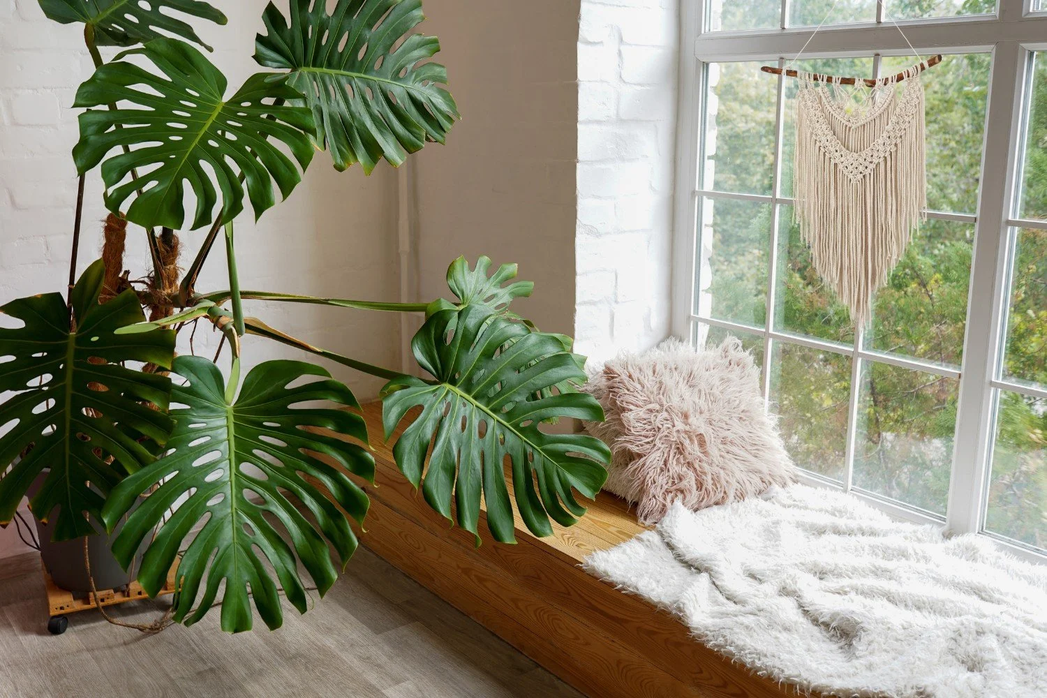 Indoor corner with large Monstera plant, window with hanging macrame, fluffy pink pillow, white shaggy rug, and wooden window seat.