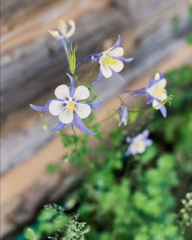We love when our clients book the photographer that captures the non-traditional images that help tell the complete story of the day. Like, these beautiful Colorado wildflowers growing outside the bride&rsquo;s getting ready cabin!

Photo: @danielle_