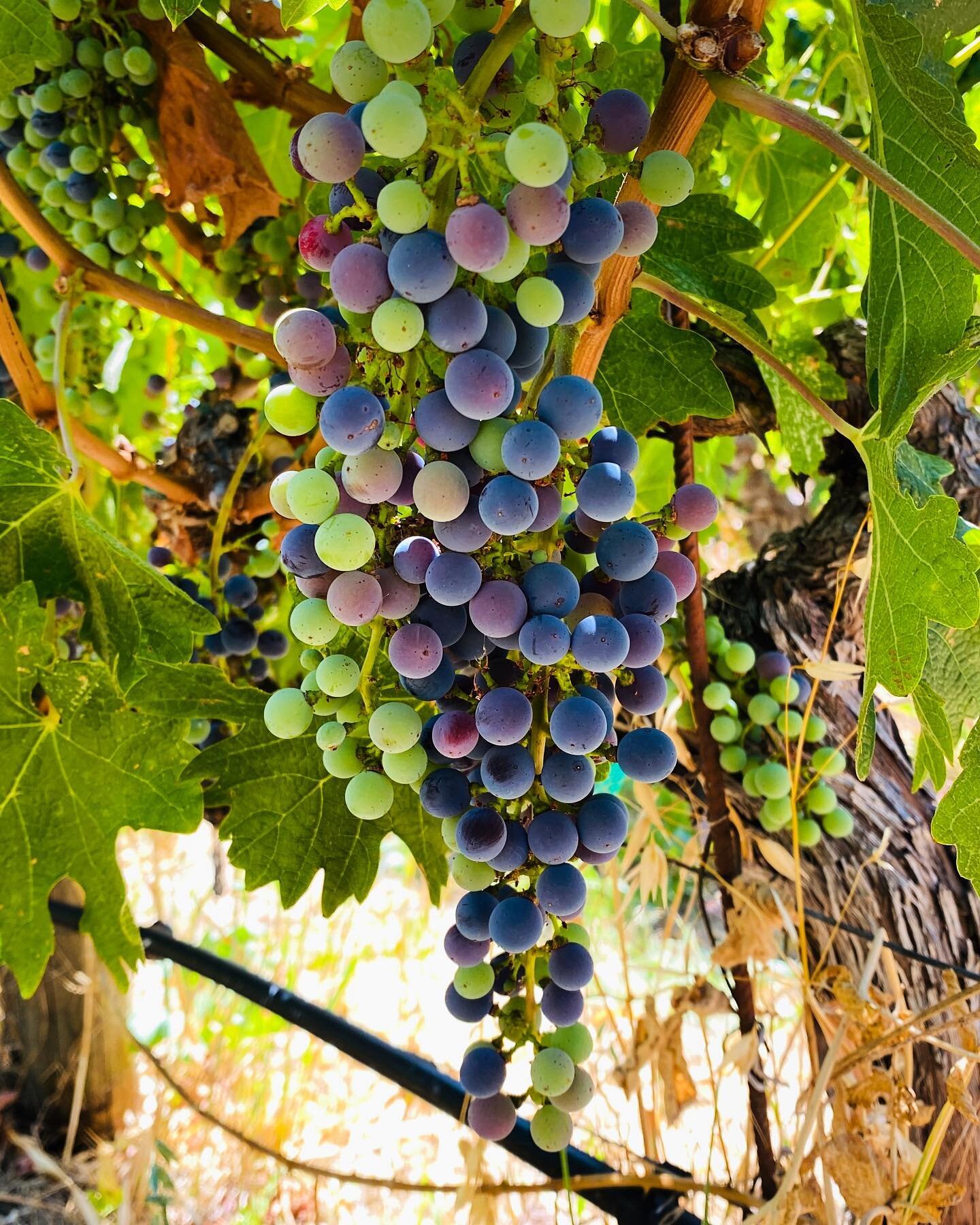 And just like that, we are on our way! Seems like just yesterday that this growing season got started, but veraison is already here. Time for the grapes to start sweetening and the pre-harvest winery cleaning to commence!
.
.
.
#harvest2022 #veraison