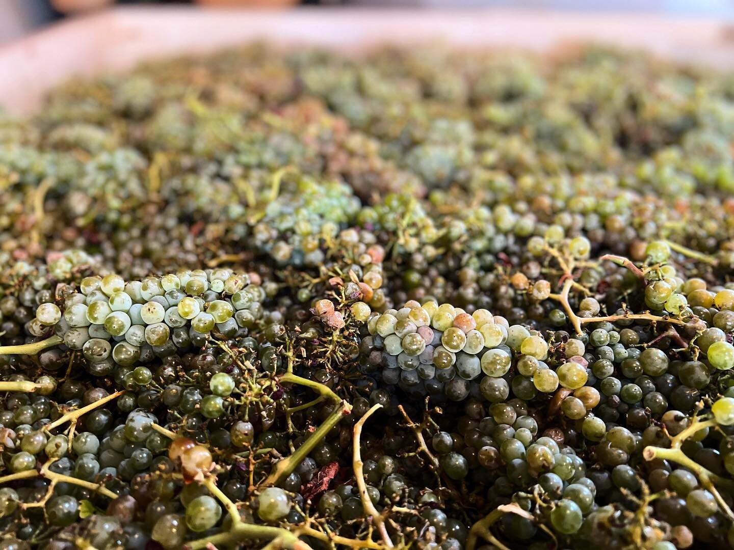 First fruit of the season is in house and fermenting away! A small, 2 ton pick of my Norgard Farms Chenin Blanc is destined for a new wine this year. At only 18 brix, you can maybe guess what that might be! The remainder will be riding out this heat 
