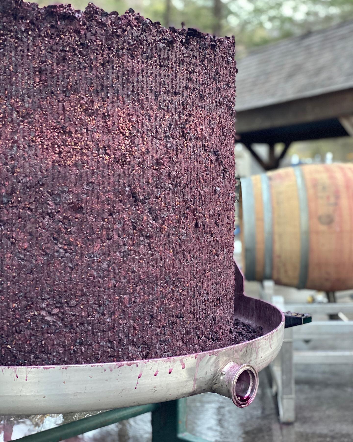 The sweetest, most beautiful cake! Last pressload of the 2022 vintage is done and my newest wines are all safely down to barrel. First year of my winemaking career that I am done before Halloween, courtesy of our extreme heat spell during Labor Day w
