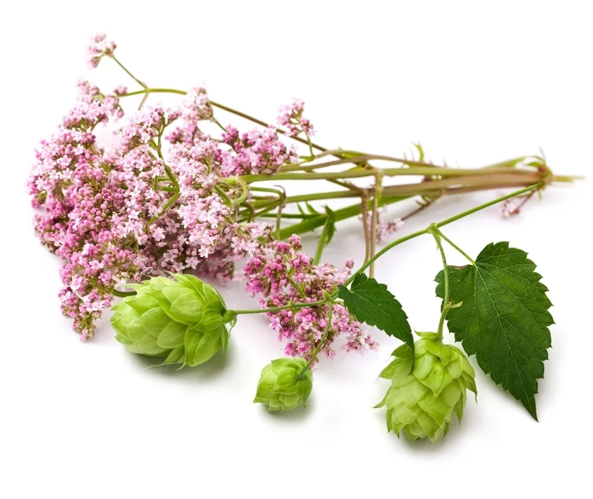 Valerian and Hops have a long history of helping with sleep issues and insomnia. 