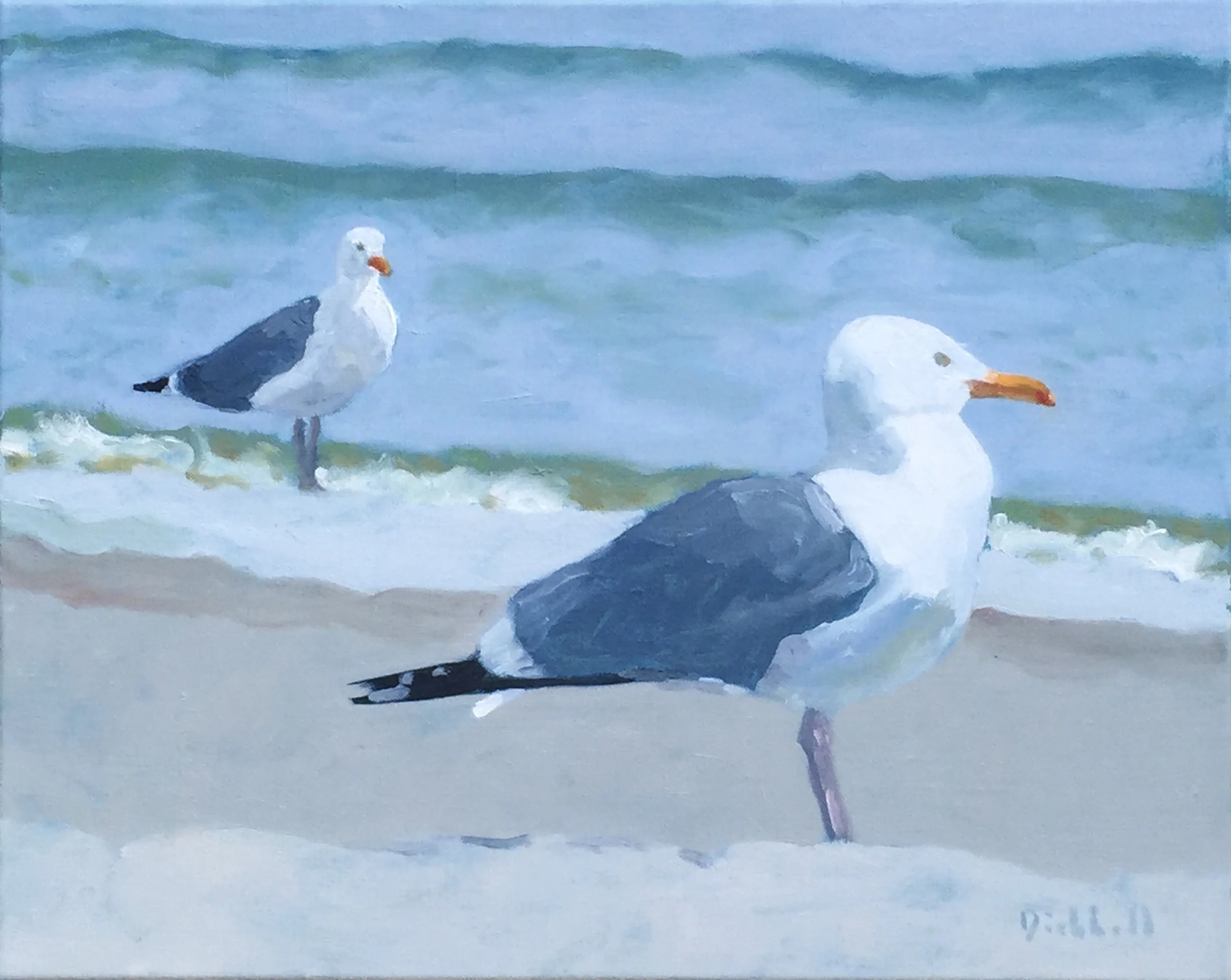 herring gulls
