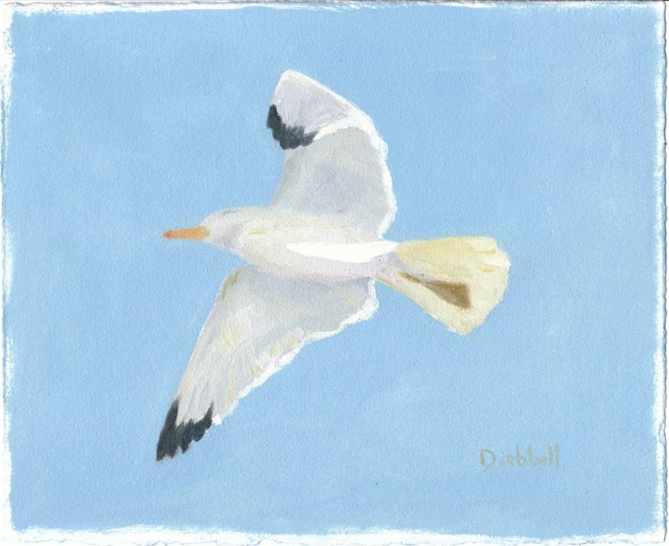 Gull, 8 x 10, oil on paper